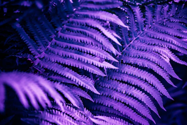 Ultra violet moody color nature background trend. Tropical leaves of fern plant — Stock Photo, Image