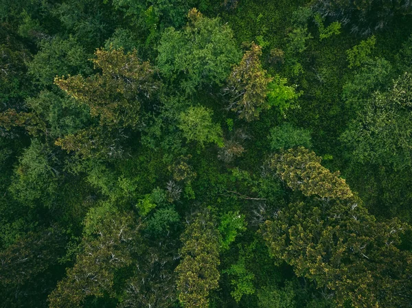 Πράσινο δάσος με μυστικιστική ομίχλη, δραματική διάθεση. Αεροφωτογραφία από πάνω — Φωτογραφία Αρχείου