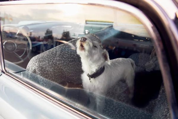 El perro solo está encerrado en el coche en un día caluroso, aulla y lloriquea, pide agua en un verano soleado — Foto de Stock