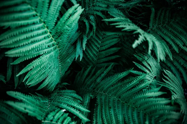 Green emerald moody color nature background trend. Tropical leaves of fern plant — Stock Photo, Image