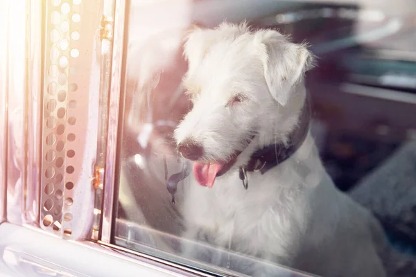 犬だけで車の中で暑い日にロックされている,遠吠えやワイン,晴れた夏に水を求めてください。 — ストック写真