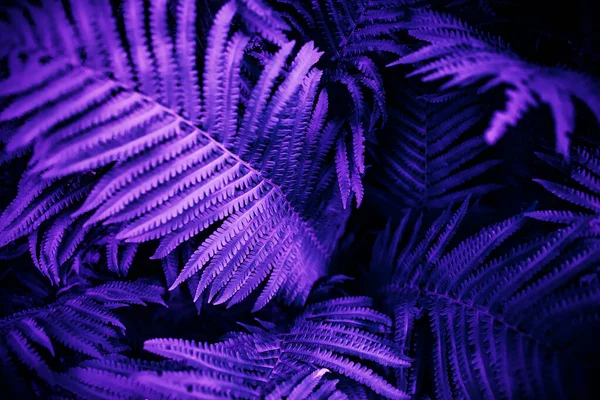 Ultra violeta cor temperamental natureza fundo tendência. Folhas tropicais de plantas de samambaia — Fotografia de Stock