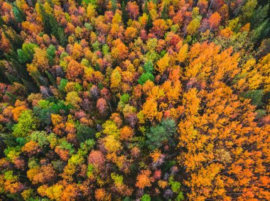 Sarı ve kırmızı ağaçlı güzel sonbahar ormanı, gökyüzü manzaralı.