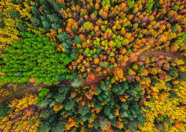 노랗고 붉은 나무가 있는 아름다운 가을 숲, 공중에서 내려다본 풍경 — 스톡 사진