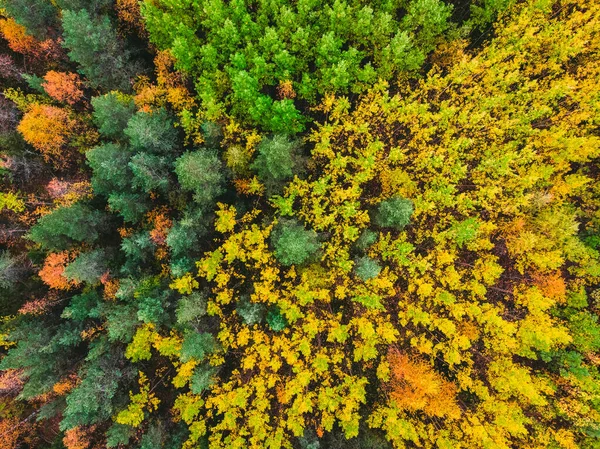 Αεροφωτογραφία όμορφο φθινόπωρο δάσος με κίτρινα και κόκκινα δέντρα — Φωτογραφία Αρχείου