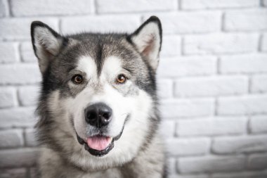 Mutlu Alaska Malamute köpekleri gülümsüyor ve beyaz duvardaki kameraya bakıyor.