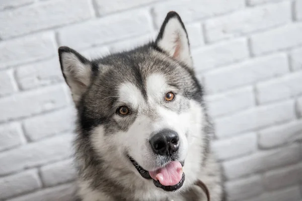 Felice Alaskan Malamute cane sorridente e guardando la fotocamera su sfondo bianco parete — Foto Stock