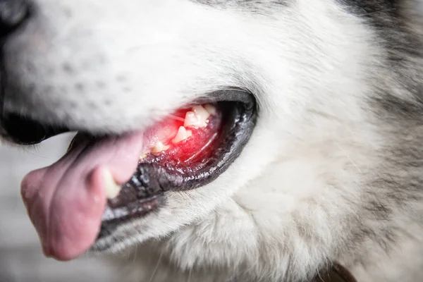 Lesión de la zona roja de las encías en perro, dolor y caries dental — Foto de Stock