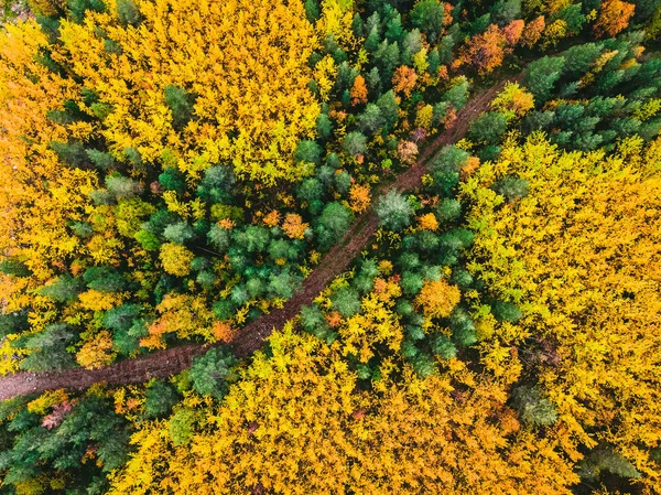 Aerial top view beautiful autumn forest with yellow and red trees — Stock Photo, Image
