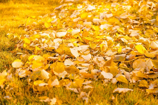 Beautiful natural background, autumn yellow leaf lies on green grass. Garden cleaning concept