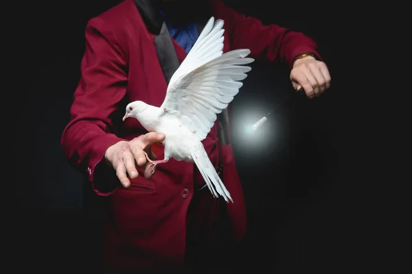 Magician man shows trick with trained white dove bird and magic wand — Stock Photo, Image