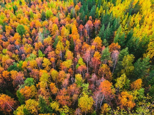 Bela floresta de outono com árvores amarelas e vermelhas, vista aérea superior — Fotografia de Stock