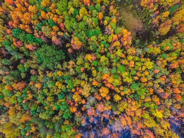 Prachtig herfstbos met gele en rode bomen, bovenaanzicht — Stockfoto