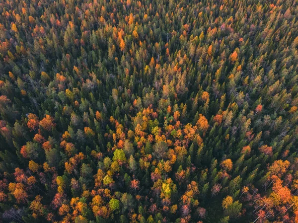 Vista aérea bela floresta colorida outono com árvores amarelas e vermelhas — Fotografia de Stock