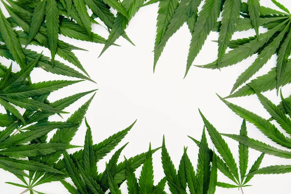 Groene hennep cannabis op witte geïsoleerde achtergrond aangetast parasieten en plagen. Begrip landbouwer — Stockfoto