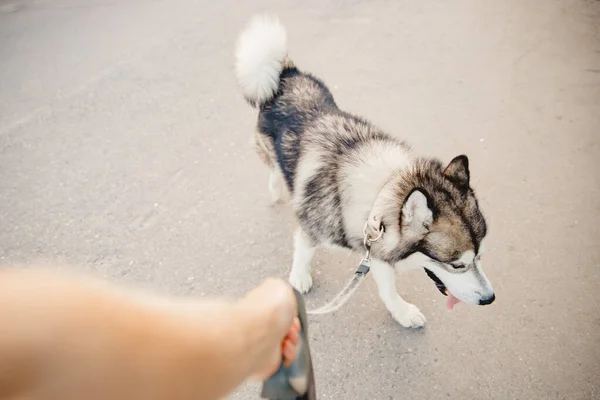 Proprietario mano tiene cane al guinzaglio husky malamute — Foto Stock