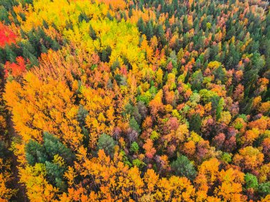 Gökyüzü manzaralı güzel sonbahar ormanı, sarı ve kırmızı ağaçlı.
