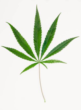 İzole edilmiş beyaz arka plandaki yeşil kenevir keneviri parazitleri ve zararlıları etkiledi. Tarım çiftçisi kavramı