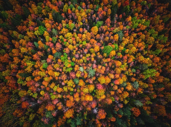 Vista aérea superior bela floresta de outono com árvores amarelas e vermelhas — Fotografia de Stock