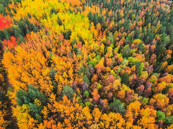 Αεροφωτογραφία όμορφο φθινόπωρο δάσος με κίτρινα και κόκκινα δέντρα — Φωτογραφία Αρχείου