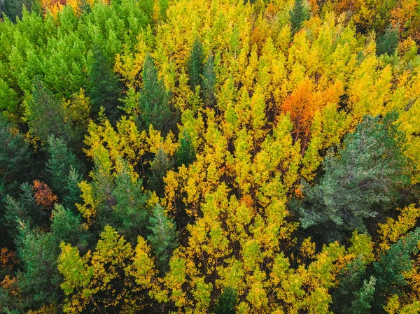 Vista aérea superior bela floresta de outono com árvores amarelas e vermelhas — Fotografia de Stock