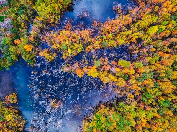 Flussverschmutzung, abgestorbener Wald durch Öl und Entwässerung, trockene umgestürzte Bäume. Umweltschutzkonzept. Luftbild — Stockfoto