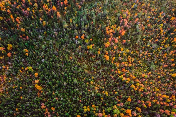 Aerial view beautiful autumn colorful forest with yellow and red trees — Stock Photo, Image