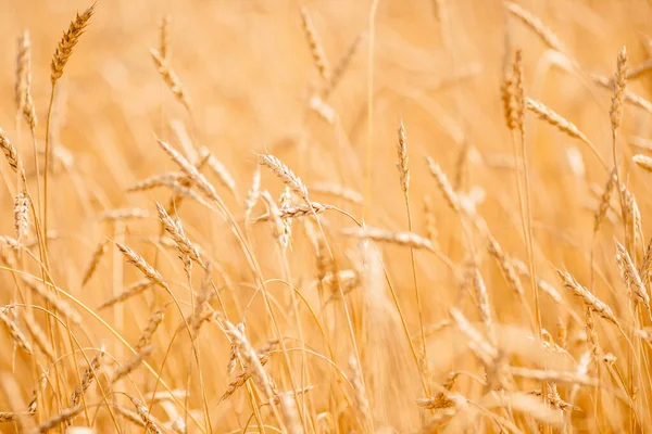 Il grano maturo si sviluppa in luce di tramonto di primo piano di vento — Foto Stock