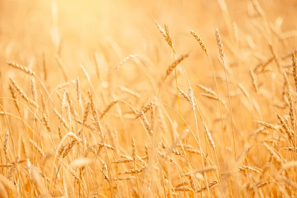 Campo di grano primo piano maturo in colore oro, sfondo naturale. Concetto di raccolta — Foto Stock