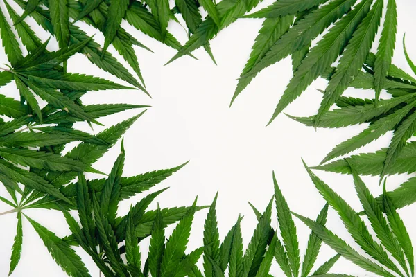 Groene hennep cannabis op witte geïsoleerde achtergrond aangetast parasieten en plagen. Begrip landbouwer — Stockfoto