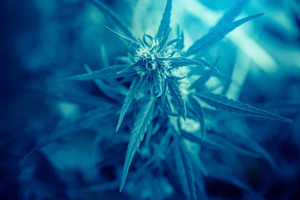 Bush marihuana cannabis op blauwe wazige achtergrond — Stockfoto