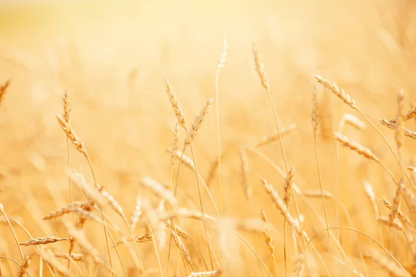 Moget vete fält i guld färg, naturligt solljus bakgrund — Stockfoto