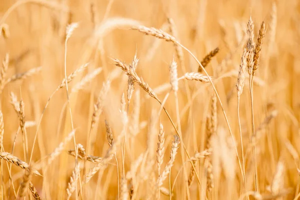 Il grano maturo si sviluppa in luce di tramonto di primo piano di vento — Foto Stock