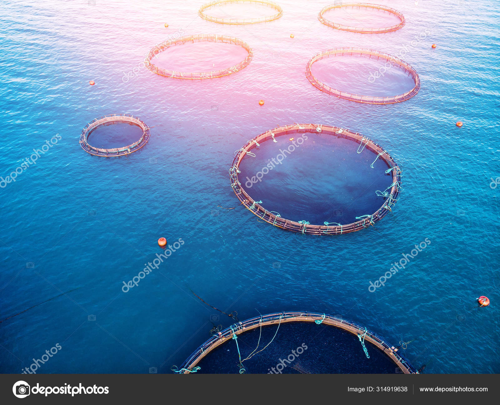 https://st4.depositphotos.com/15237386/31491/i/1600/depositphotos_314919638-stock-photo-farm-fish-salmon-aquaculture-blue.jpg