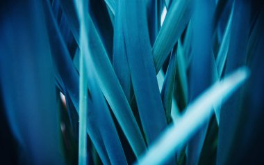 Çiçeklerden mavi doğal bitki örtüsü, makro fotoğraf