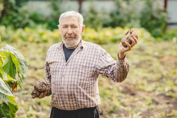 Boer oudere man met baard houdt verse aardappelen in handen. Milieugroentenconcept — Stockfoto