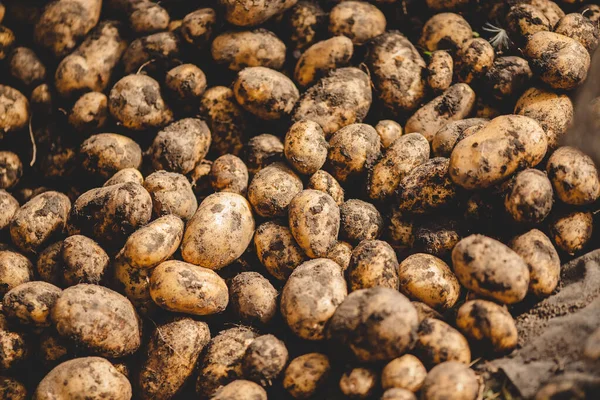 Jonge verse aardappel rauw met bodem, agrarische achtergrond — Stockfoto