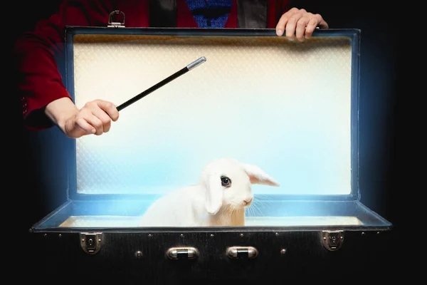 마술사는 여행용 마술 지팡이 와 검은 배경의 흰 토끼가 사라진 마술을 보여준다 — 스톡 사진