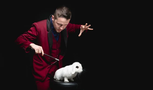 Чарівник робить трюк з білим кроликом і чарівною паличкою, копіює простір чорного фону — стокове фото