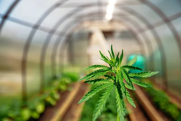 Çiftlik kenevirinde marihuana filizi tarla serasında yetişir. Gün batımında kenevir yaprağı