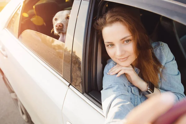 Pojem životní styl cestování. Selfie fotografie krásné dívky řízení auto s pes lablador retrívr. — Stock fotografie