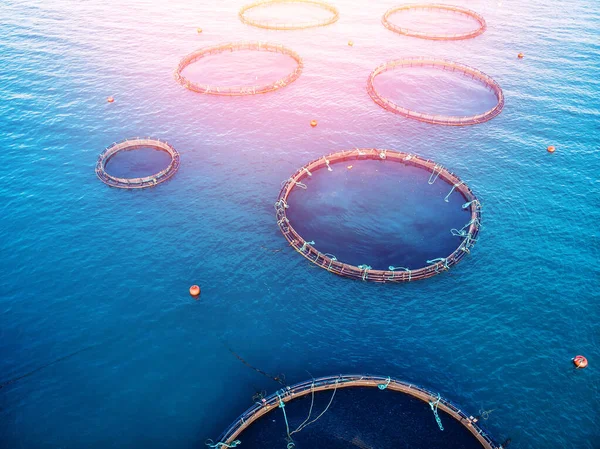 Peixes agrícolas Aquicultura de salmão gaiolas flutuantes de água azul. Vista aérea superior — Fotografia de Stock
