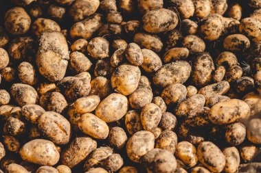 Toprak ve tarım geçmişi olan taze taze patates.