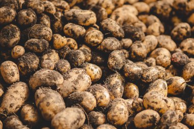 Toprak ve tarım geçmişi olan taze taze patates.