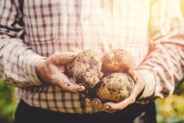 老农的手在地里放着生土豆. 生态蔬菜概念 — 图库照片