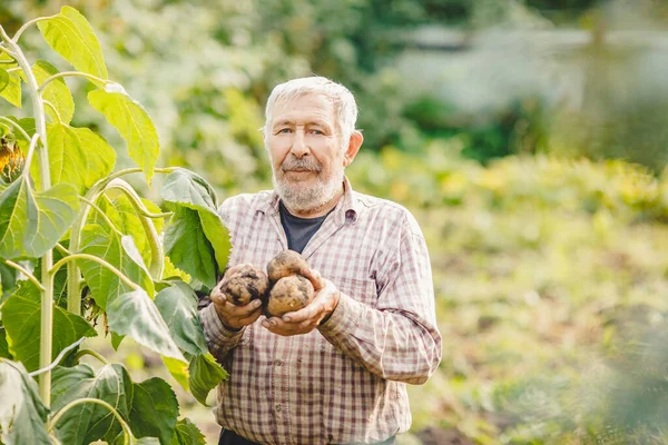 Boer oudere man met baard houdt verse aardappelen in handen. Milieugroentenconcept — Stockfoto