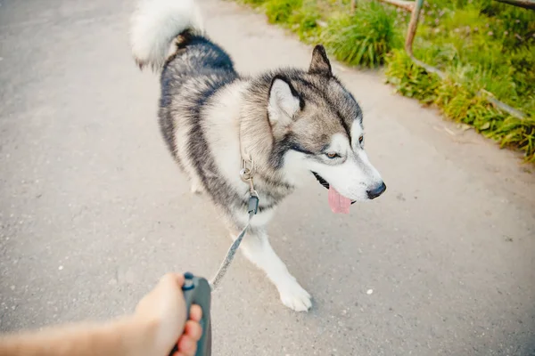 Husky dog malamute na smyczy, spacer wzdłuż ulicy — Zdjęcie stockowe