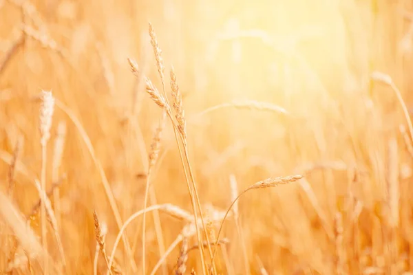 Vetefält närbild mogen i guld färg, naturlig bakgrund. Skördebegreppet — Stockfoto