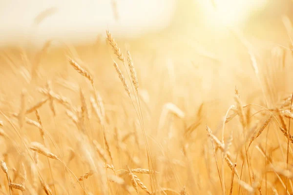 Campo di grano maturo in colore oro, sfondo luce solare naturale — Foto Stock