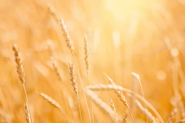 Moget vete fält i guld färg, naturligt solljus bakgrund — Stockfoto